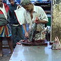 Ausfluege-Fischmarkt-Hafen-Beruwela-02.jpg