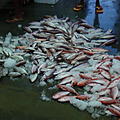 Ausfluege-Fischmarkt-Hafen-Beruwela-03.jpg
