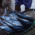 Ausfluege-Fischmarkt-Hafen-Beruwela-04.jpg