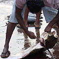 Ausfluege-Fischmarkt-Hafen-Beruwela-06.jpg