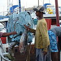 Ausfluege-Fischmarkt-Hafen-Beruwela-07.jpg