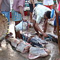 Ausfluege-Fischmarkt-Hafen-Beruwela-10.jpg