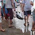 Ausfluege-Fischmarkt-Hafen-Beruwela-11.jpg