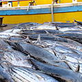 Ausfluege-Fischmarkt-Hafen-Beruwela-14.jpg
