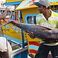 Ausfluege-Fischmarkt-Hafen-Beruwela-15.jpg