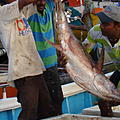 Ausfluege-Fischmarkt-Hafen-Beruwela-16.jpg
