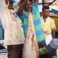 Ausfluege-Fischmarkt-Hafen-Beruwela-17.jpg