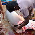 Ausfluege-Fischmarkt-Hafen-Beruwela-19.jpg