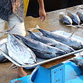 Ausfluege-Fischmarkt-Hafen-Beruwela-20.jpg