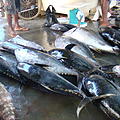 Ausfluege-Fischmarkt-Hafen-Beruwela-21.jpg