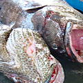 Ausfluege-Fischmarkt-Hafen-Beruwela-22.jpg