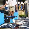 Ausfluege-Fischmarkt-Hafen-Beruwela-23.jpg