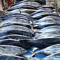 Ausfluege-Fischmarkt-Hafen-Beruwela-24.jpg
