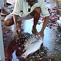 Ausfluege-Fischmarkt-Hafen-Beruwela-28.jpg