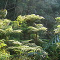 Ausfluege-Regenwald-04.jpg