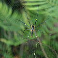 Ausfluege-Regenwald-07.jpg