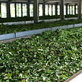 Rundreise-Teeplantage-05.jpg